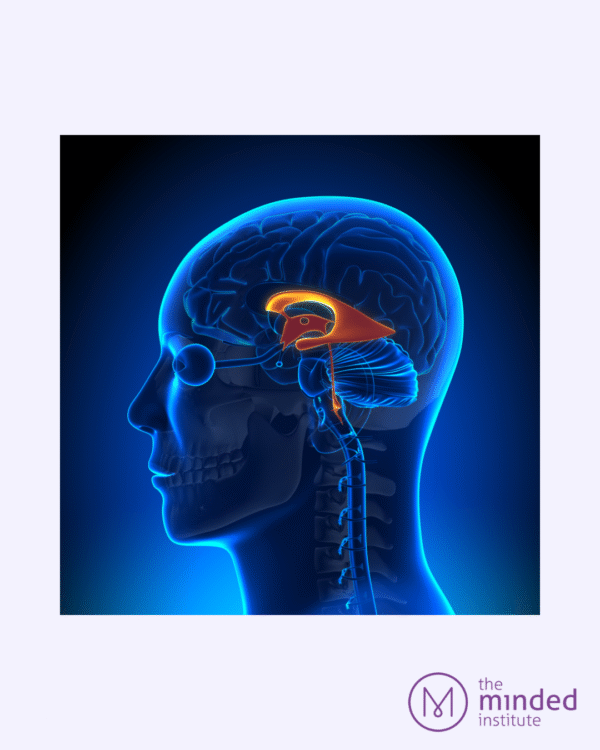Amygdala and fear response explained for yoga therapy and emotional regulation